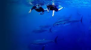 Submarinismo en la Costa Dorada