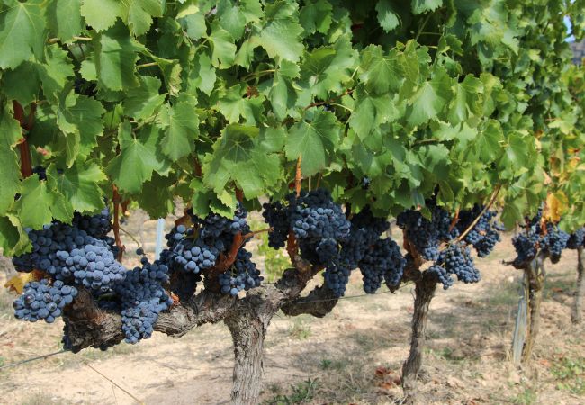 Ferienhaus in Miami Playa - Casa Becker by Parc Mont-roig Ferienhaus in Miami Playa - Casa Becker by Parc Mont-roig