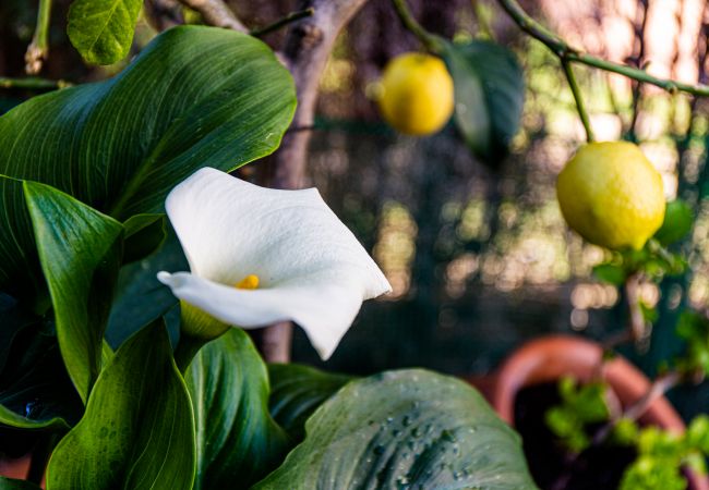 House in Miami Playa - CASAS BLANCAS 1 68 House in Miami Playa - CASAS BLANCAS 1 68